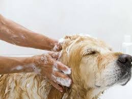 Wickedly Potent! Vegan All natural Calming shampoo for dogs. Soothing holistic herbal infusion, human grade,safe, undiluted by PawFlex