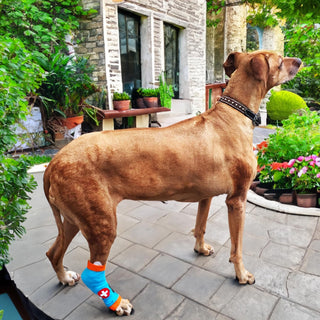 Comfy Pawz Cotton Nonslip Protective Leggings for Dogs | Medical Pet Sleeve for Dogs Legs with Non-Slip Silicone Grip at Inner Cuffs and Adjustable Strap for No Twisting or Sliding Down