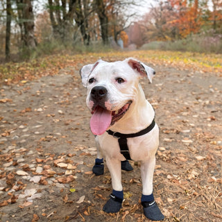 PawFlex Comfy Pawz Double Dipped Thick Textured Waterproof Cotton Dog Booties | Pet Socks with Patented Non-Slip Silicone Grip at Inner Wrist for No Twisting or Sliding Off