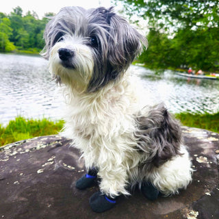 PawFlex Comfy Pawz Double Dipped Thick Textured Waterproof Cotton Dog Booties | Pet Socks with Patented Non-Slip Silicone Grip at Inner Wrist for No Twisting or Sliding Off