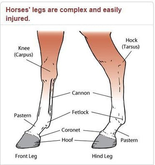 Vet Wrap Alternative| Equine BandaFlex Horse Bandages for Lower Leg| Double catch Hook & Loop Fasteners| Silicone Non-Slip Grip Strip| Super Stretch | Disposable| Washable| Breathable