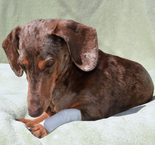 Joint and Large Area Wound Bandages for Dogs Cats & Other Pets. Great for Leg Joint sprains and Tail Injuries! Non Adhesive Breathable Non-Slip Disposable Washable Value Pack (2XS/XS 16pk)