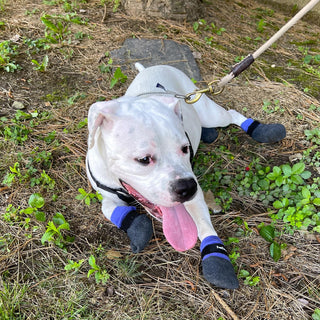 PawFlex Comfy Pawz Double Dipped Thick Textured Waterproof Cotton Dog Booties | Pet Socks with Patented Non-Slip Silicone Grip at Inner Wrist for No Twisting or Sliding Off