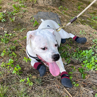 PawFlex Comfy Pawz Double Dipped Thick Textured Waterproof Cotton Dog Booties | Pet Socks with Patented Non-Slip Silicone Grip at Inner Wrist for No Twisting or Sliding Off