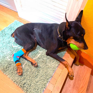 Comfy Pawz Cotton Nonslip Protective Leggings for Dogs | Medical Pet Sleeve for Dogs Legs with Non-Slip Silicone Grip at Inner Cuffs and Adjustable Strap for No Twisting or Sliding Down