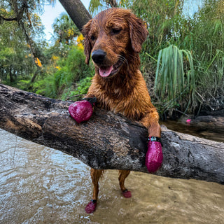 PawFlex Gripsterz All Weather Waterproof Nonslip Silicone Dog Boots.  Super Stretchy Paw Protection - Dog Shoes for Hot Pavement, Snow, Ice, and Rain. Provides traction on slippery surfaces- Durable and Form Fitting