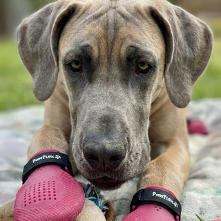 PawFlex Gripsterz All Weather Outdoor Breathable Nonslip Silicone Dog Boots.  Super Stretchy Paw Protection - Dog Shoes for Hot Pavement, Snow, Ice, and Rain. Provides traction on slippery surfaces- Durable and Form Fitting