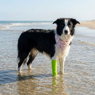 PawFlex Gripsterz Super Stretchy and Grippy Silicone Dog Leg Sleeve Protection for under Leg Braces or over Bandages- Provides Cushion and Grip- Keeps Braces and Bandages in Place.
