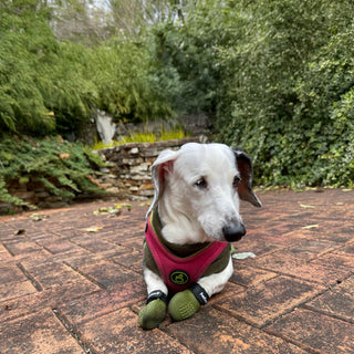 PawFlex Gripsterz All Weather Outdoor Breathable Nonslip Silicone Dog Boots.  Super Stretchy Paw Protection - Dog Shoes for Hot Pavement, Snow, Ice, and Rain. Provides traction on slippery surfaces- Durable and Form Fitting