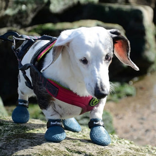 PawFlex Gripsterz All Weather Waterproof Nonslip Silicone Dog Boots.  Super Stretchy Paw Protection - Dog Shoes for Hot Pavement, Snow, Ice, and Rain. Provides traction on slippery surfaces- Durable and Form Fitting
