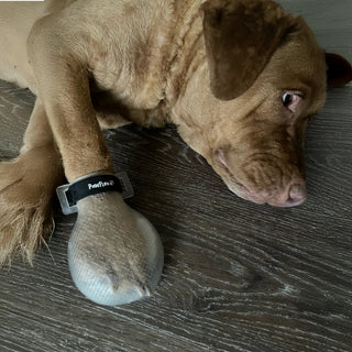PawFlex Gripsterz Indoor Wound Care Boot with Woundpad inserts- Paw Bandage- Super Soft Cushiony, Breathable Stretchy Silicone Dog Boots. Paw Protection Covers- Waterproof Bottoms, NonSlip Rubber Dog Shoes for traction on slippery surfaces