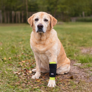 PawFlex Gripsterz Super Stretchy and Grippy Silicone Dog Leg Sleeve Protection for under Leg Braces or over Bandages- Provides Cushion and Grip- Keeps Braces and Bandages in Place.