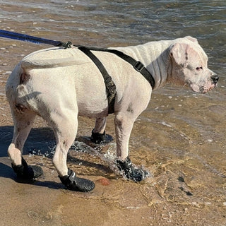 PawFlex Gripsterz All Weather Waterproof Nonslip Silicone Dog Boots.  Super Stretchy Paw Protection - Dog Shoes for Hot Pavement, Snow, Ice, and Rain. Provides traction on slippery surfaces- Durable and Form Fitting