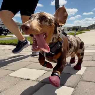 PawFlex Gripsterz All Weather Waterproof Nonslip Silicone Dog Boots.  Super Stretchy Paw Protection - Dog Shoes for Hot Pavement, Snow, Ice, and Rain. Provides traction on slippery surfaces- Durable and Form Fitting
