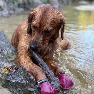 PawFlex Gripsterz All Weather Waterproof Nonslip Silicone Dog Boots.  Super Stretchy Paw Protection - Dog Shoes for Hot Pavement, Snow, Ice, and Rain. Provides traction on slippery surfaces- Durable and Form Fitting