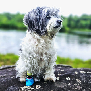 PawFlex Comfy Pawz Double Dipped Waterproof Dog Booties Paw Coverage For Indoor or Outdoor use-4 boots per pack